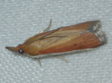Maliarpha concinnella